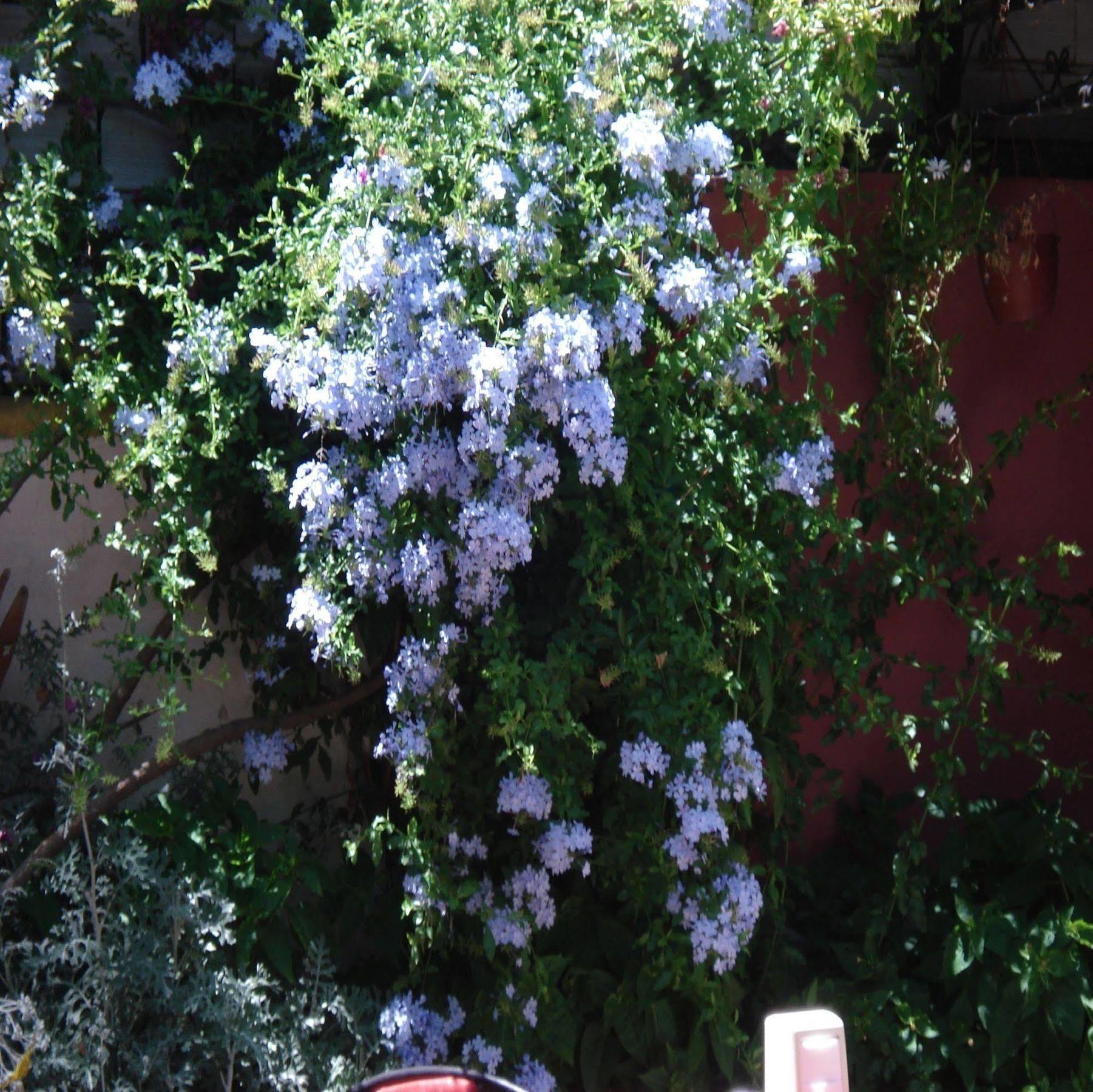 Sezgin Hotel Kusadası Exterior foto